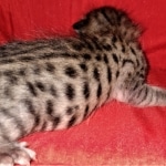 Savannah, F-3C, BST, Female, DOB 3-23-20