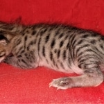 Savannah, F-3C, BST, Female, DOB 3-23-20