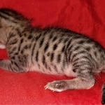 Savannah, F-3C, BST, Female, DOB 3-23-20