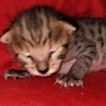 Savannah, F-3C, BST, Female, DOB 3-23-20