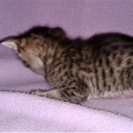 Savannah, F-3C, BST, Female, DOB 3-23-20