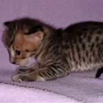 Savannah, F-3C, BST, Female, DOB 3-23-20