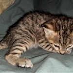 Savannah, F-3C, BST, Female, DOB 3-23-20