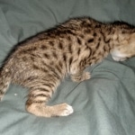 Savannah, F-3C, BST, Female, DOB 3-23-20