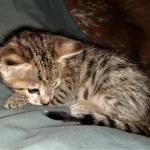 Savannah, F-3C, BST, Female, DOB 3-23-20