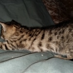 Savannah, F-3C, BST, Female, DOB 3-23-20