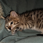 Savannah, F-3C, BST, Female, DOB 3-23-20