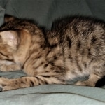 Savannah, F-3C, BST, Female, DOB 3-23-20