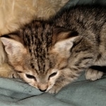 Savannah, F-3C, BST, Female, DOB 3-23-20