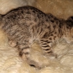 Savannah, F-3C, BST, Female, DOB 3-23-20