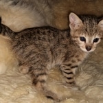 Savannah, F-3C, BST, Female, DOB 3-23-20