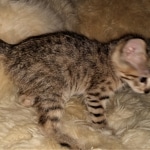 Savannah, F-3C, BST, Female, DOB 3-23-20