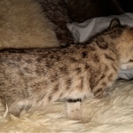 Savannah, F-3C, BST, Female, DOB 3-23-20