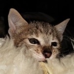 Savannah, F-3C, BST, Female, DOB 3-23-20