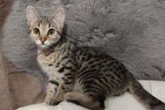 Savannah F-3C Brown Spotted female DOB 5-12-22DOB 