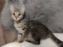 Savannah F-3C Brown Spotted female DOB 5-12-22DOB 