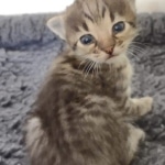 Savannah F-3C BST female