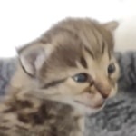 Savannah F-3C BST female