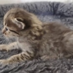 Savannah F-3C BST female