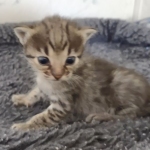 Savannah F-3C BST female