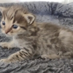 Savannah F-3C BST female