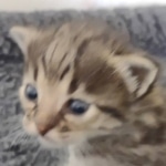 Savannah F-3C BST female