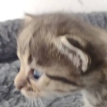 Savannah F-3C BST female