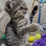 Savannah F-3C BST female