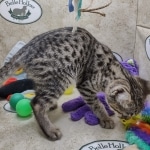 Savannah F-3C BST female