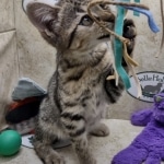 Savannah F-3C BST female