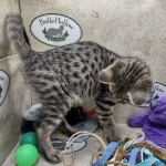 Savannah F-3C BST female