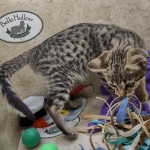 Savannah F-3C BST female