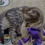 Savannah F-3C BST female