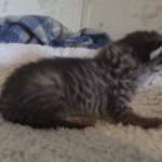 Savannah F-3C BST female