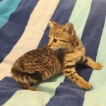 Savannah F-3C BST female