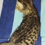 Savannah F-3C BST female