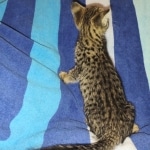 Savannah F-3C BST female