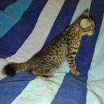 Savannah F-3C BST female