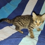 Savannah F-3C BST female