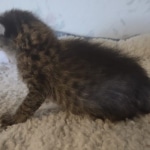 Savannah F-3C BST female