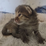 Savannah F-3C BST female