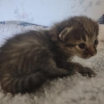 Savannah F-3C BST female