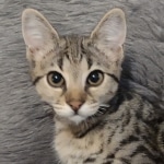 Savannah F-3C BST female