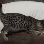 Savannah F-3C BST female