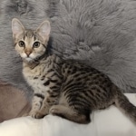 Savannah F-3C BST female