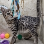 Savannah F-3C BST female