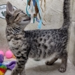 Savannah F-3C BST female