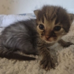 Savannah F-3C BST female