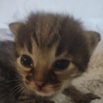 Savannah F-3C BST female