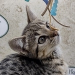 Savannah F-3C BST female